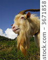 mountain goat, goat, goats 3671858