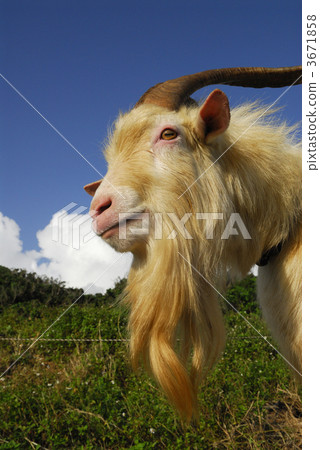 mountain goat, goat, goats 3671858