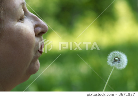 woman and dandelion 3671887