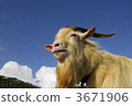mountain goat, goat, goats 3671906