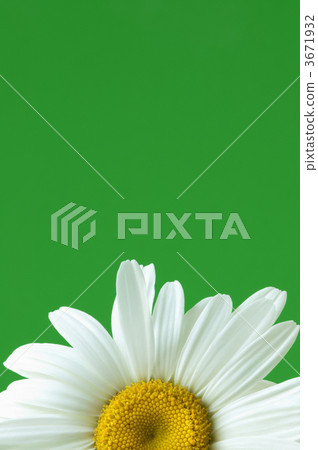 summer daisy and empty space for your text 3671932