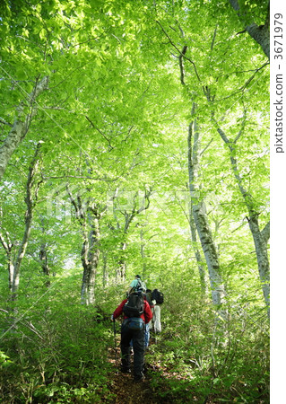 Shirakami mountain trekking Shirakami mountain trekking 3671979