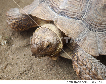 Giant tortoise Giant tortoise 3672745