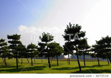 November Black Pine and Pinaceae 33 November Black Pine and Pinaceae 33 3673510