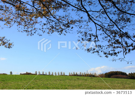 November poplar · willow family 19 November poplar · willow family 19 3673513