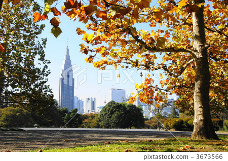 November Platanus · Suzuki family 42 Colored leaves November Platanus · Suzuki family 42 Colored leaves 3673566