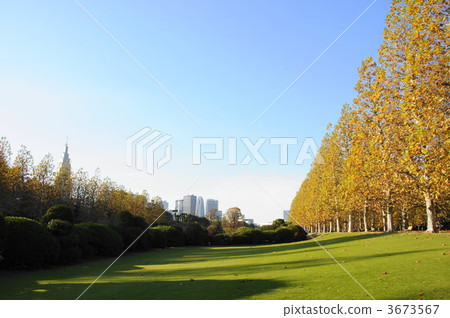 十一月法國梧桐·鈴木家族43秋葉 3673567