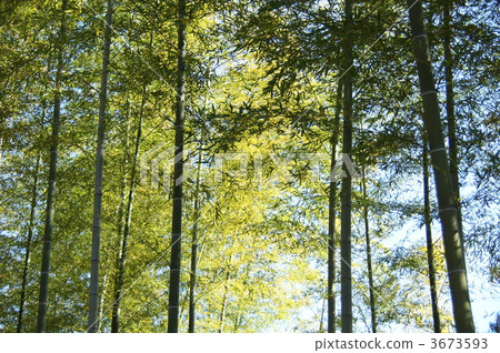 11月Moso核桃/禾本科07 3673593