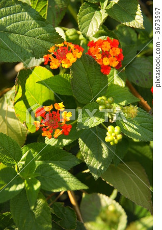 十一月馬纓丹·甲蟲家族21 3673597