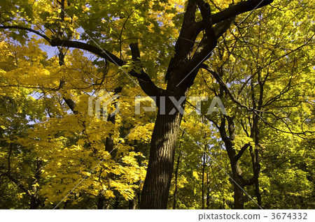 fall 3674332