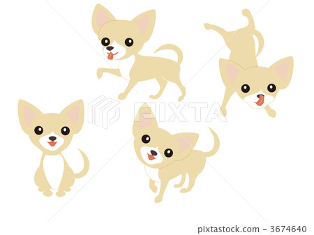 Dog Chihuahua cream white 3674640