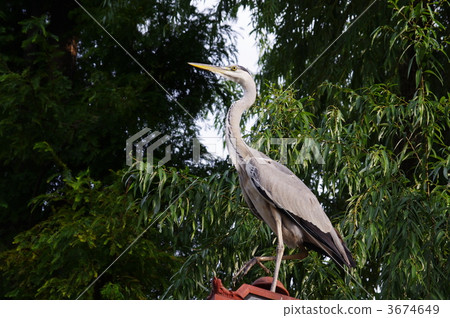 Gray heron 3674649