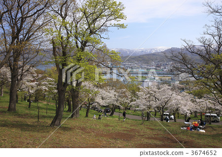 otaru, hokkaido, cherry-blossom viewing 3674652