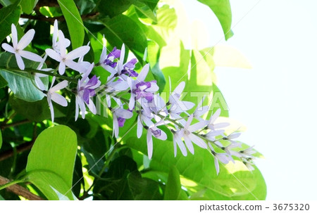 Even if the central flower scatters, Petre Av-Lubis 3675320