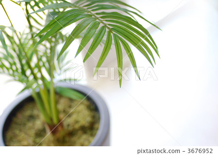 Areca palm artificial flower 3676952