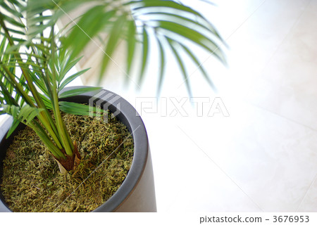 Areca palm artificial flower 3676953
