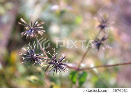 粘蟲 粘蟲 3676981