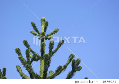 Monkey puzzle tree (Chirimatsu) and blue sky 3676984