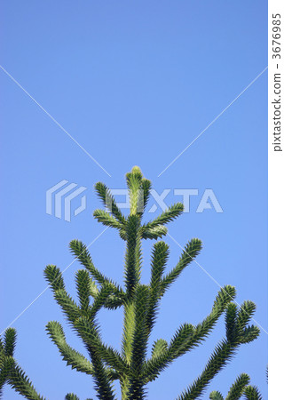 Monkey puzzle tree (Chirimatsu) and blue sky 3676985
