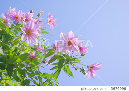 Emperor Dalia and the blue sky 3676996