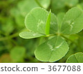 Roka Leaf Clover 3677088