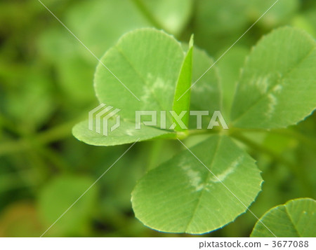 Roka Leaf Clover Roka Leaf Clover 3677088