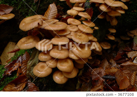 armillaria, honey fungus, mushroom 3677108