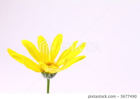 大吳風草 大吳風草 3677490