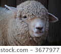 綿羊 羊 一 3677977