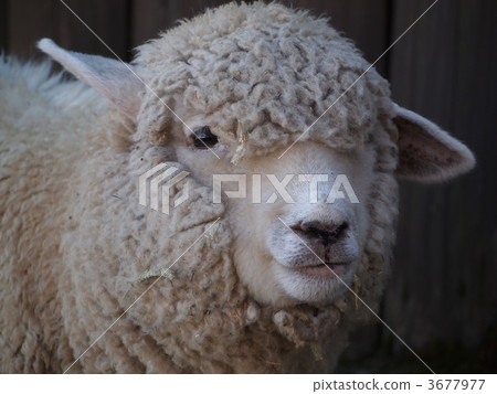 綿羊 羊 一 3677977