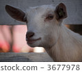 山羊 牲畜 家畜 3677978