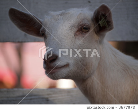 goat, goats, hakusan sheep 3677978