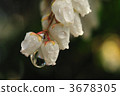 pieris japonica, japanese andromeda, white flowers 3678305