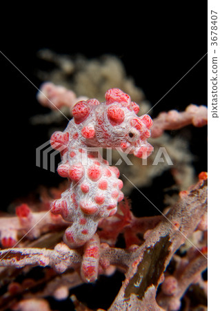 海馬 豆丁海馬 屬龍 3678407