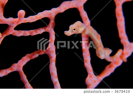 豆丁海馬 紅扇珊瑚 偽裝 3678410