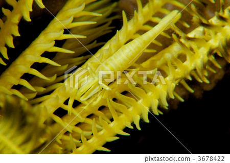 emperor shirmp, camouflage, arthropods 3678422