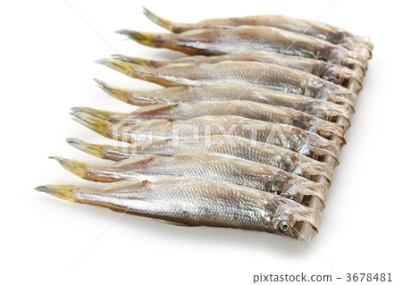 兒童shishamo 3678481