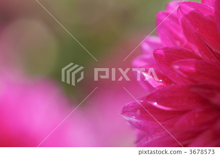 Up shining pink dahlia 1 Up shining pink dahlia 1 3678573