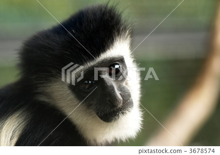 Abyssinian colobus Abyssinian colobus 3678574