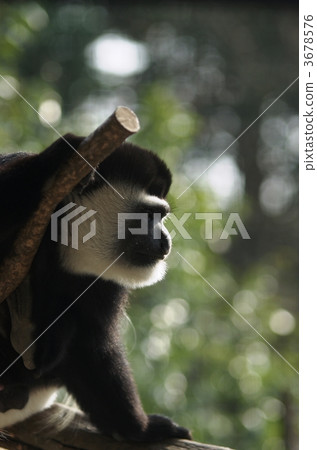 阿比西尼亞疣猴 阿比西尼亞疣猴 3678576
