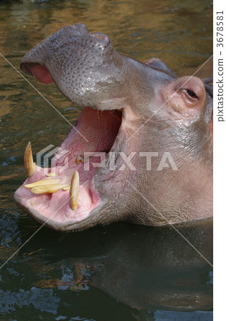 Hippopotamus Hippopotamus 3678581
