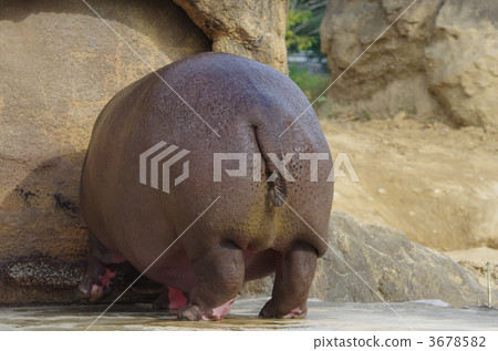 Hippopotamus 3678582