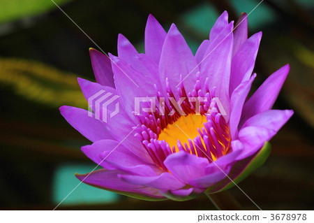 Water Lily Patricia Water Lily Patricia 3678978