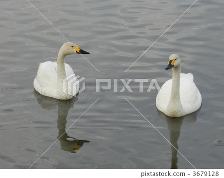 swan, swans, waterfront 3679128