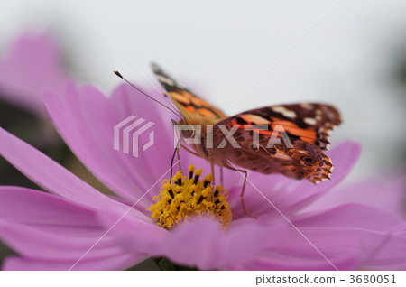 outside, butterfly, butterflies 3680051