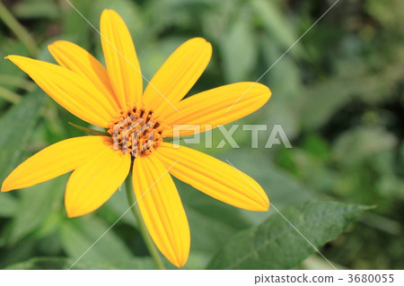 Flower of Jerusalem artichoke Flower of Jerusalem artichoke 3680055