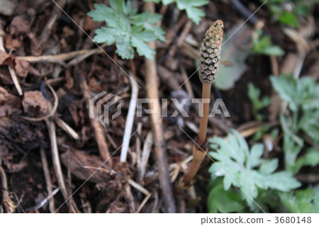 Horsetail Horsetail 3680148