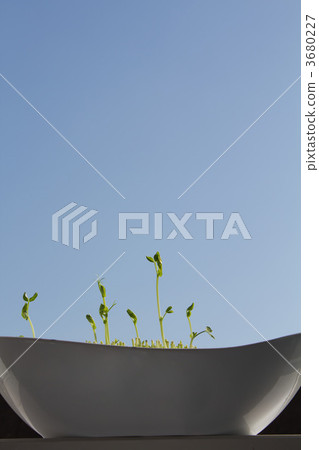 Soybean Soybean 3680227