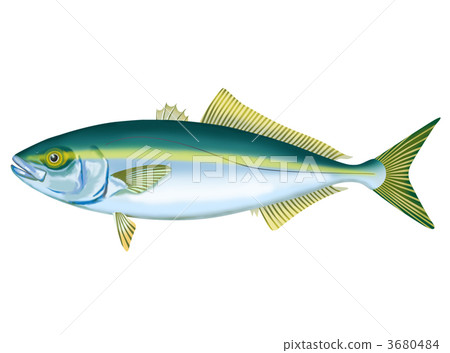 黃尾魚 3680484