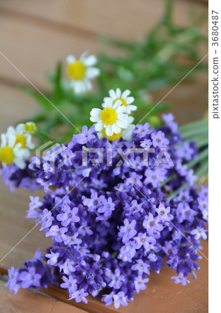 薰衣草和洋甘菊 薰衣草和洋甘菊 3680487